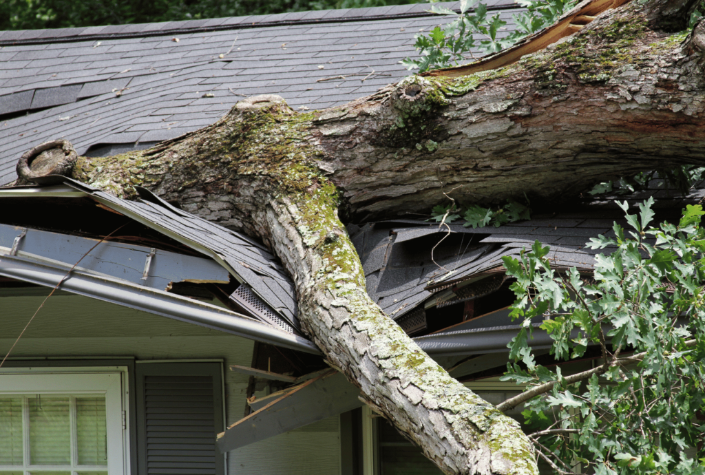 Tree fallen on a house roof, causing damage to shingles and structure, highlighting the need for emergency storm work by tree care professionals.