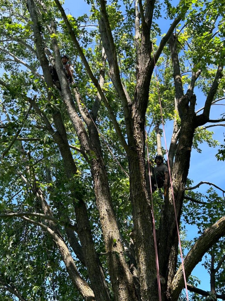 Tree care professionals climbing a large tree, assessing its health and condition, surrounded by lush green foliage, emphasizing tree maintenance and safety.