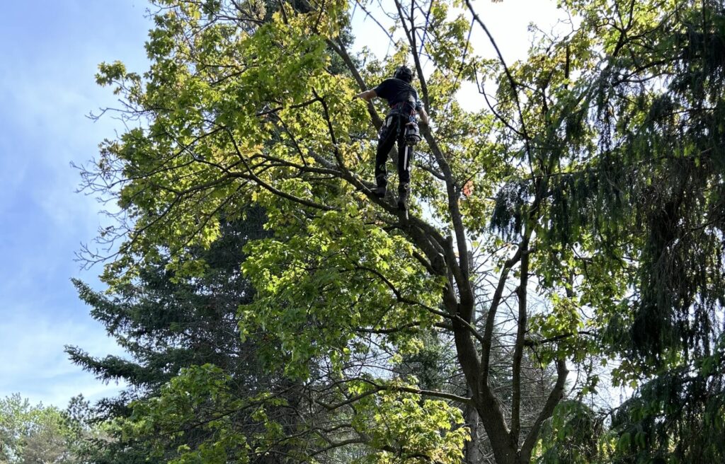 Tree care professional pruning branches high in a leafy tree, demonstrating expert trimming services in Ottawa by ZZ Chop Tree Care.