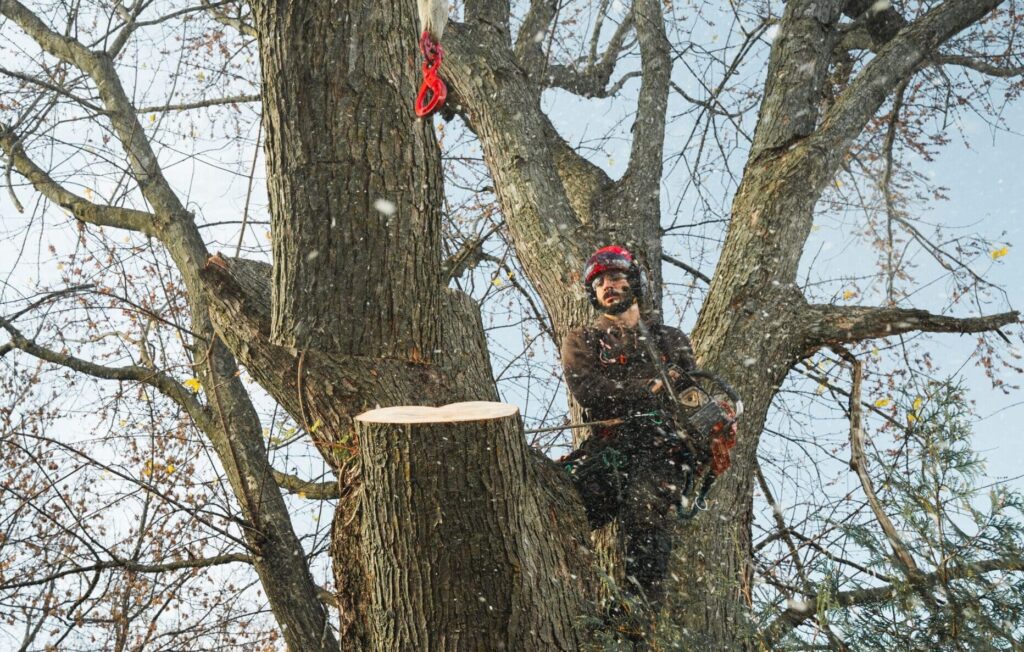 Tree care professional in a tree, using a chainsaw, demonstrating tree removal services in Ottawa.