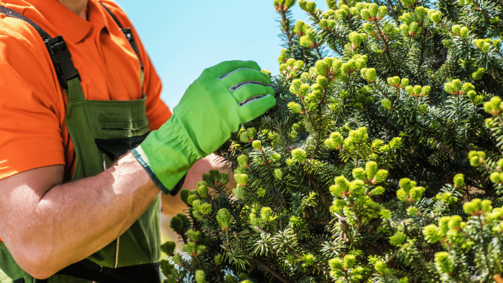 Tree care professional in green gloves inspecting healthy evergreen foliage, emphasizing tree health and maintenance services by ZZ Chop Tree Care.