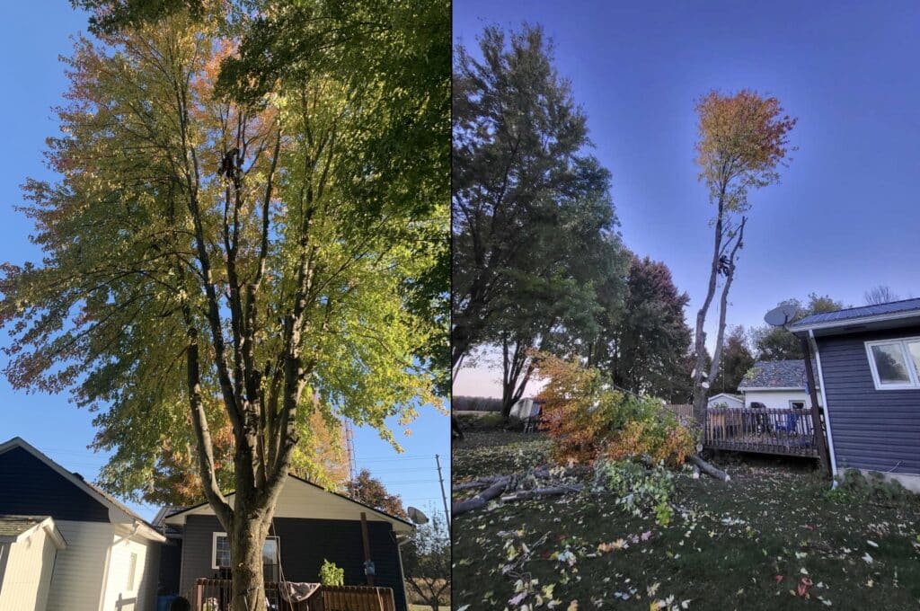 Tree removal in progress with a worker climbing a tree, showcasing autumn foliage, and a nearby house in Ottawa, emphasizing safe and efficient tree care services by ZZ Chop Tree Care.