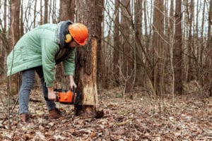 Person in safety gear using a chainsaw to cut down a tree in a forested area, highlighting tree removal practices relevant to hazardous tree identification.