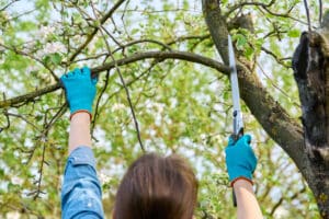 Person wearing blue gloves pruning a tree branch, illustrating tree trimming techniques relevant to optimal tree care in Ottawa.