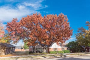 Large tree with vibrant autumn leaves in residential area, showcasing potential risks of overgrown trees to property.