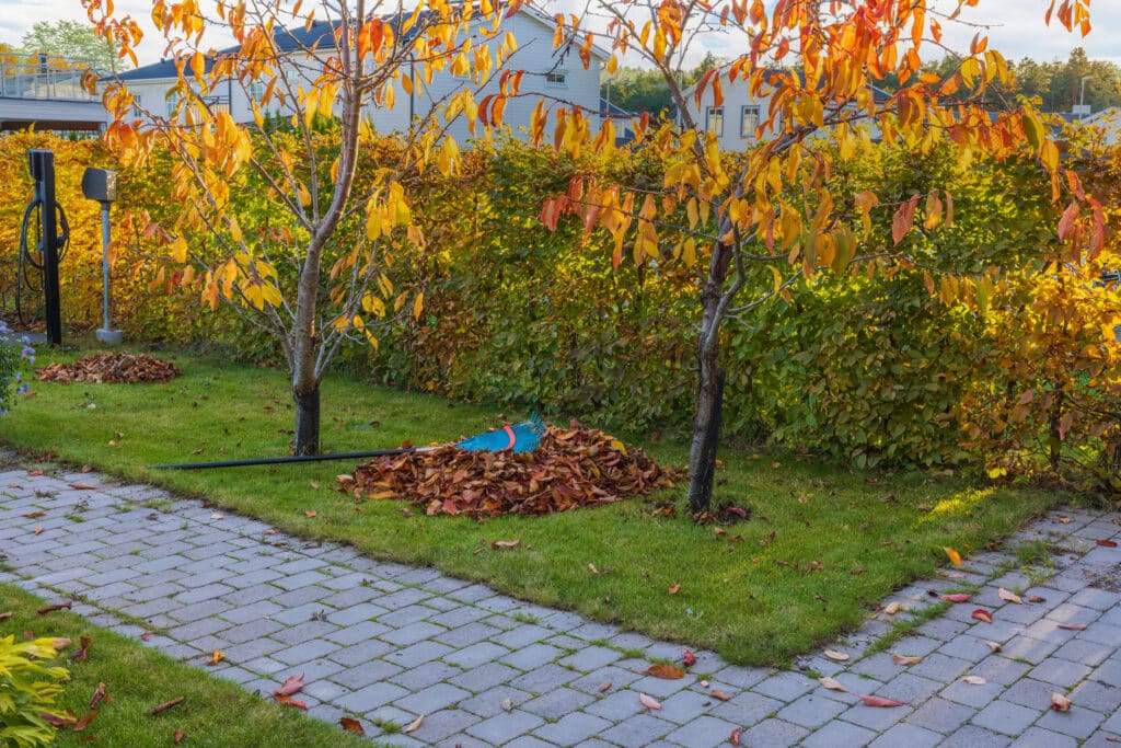 Autumn scene with two trees shedding yellow leaves, a rake beside a pile of leaves on a well-maintained lawn, highlighting seasonal tree care and maintenance.