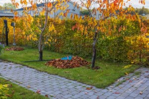 Autumn scene in a garden with fallen orange leaves, a blue rake, and neatly arranged piles of leaves beside two trees, emphasizing tree care and seasonal maintenance.