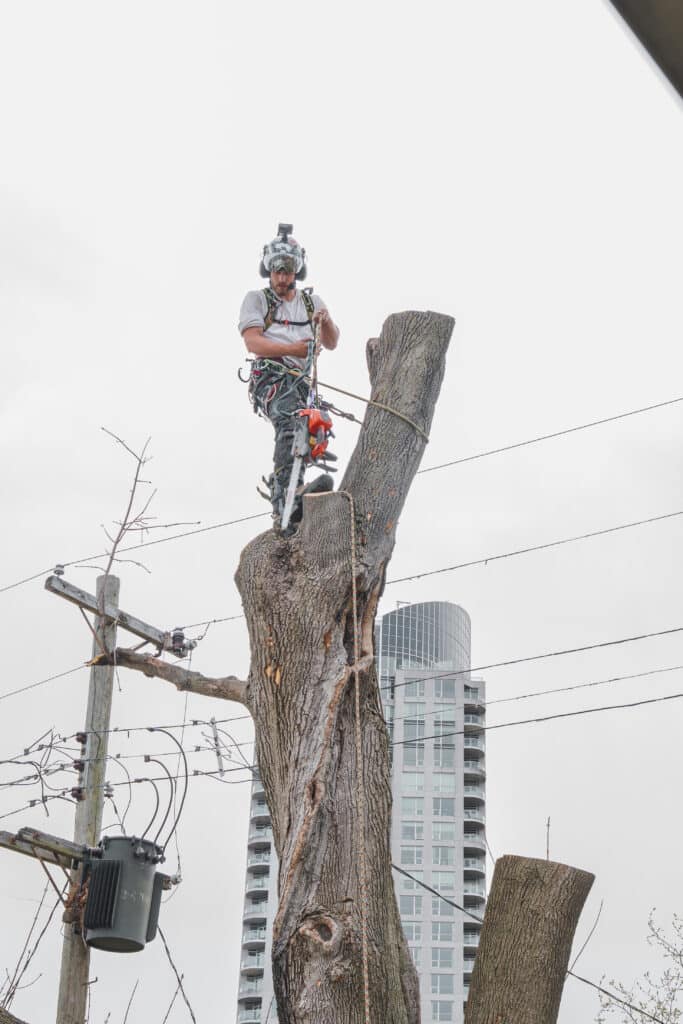 Tree care professional climbing a tree stump with safety gear and equipment, performing tree removal services in an urban Ottawa setting.