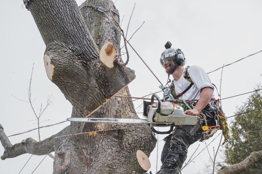 Tree care professional using a chainsaw to trim a tree, wearing safety gear, in a residential area, emphasizing expert tree services in Ottawa.