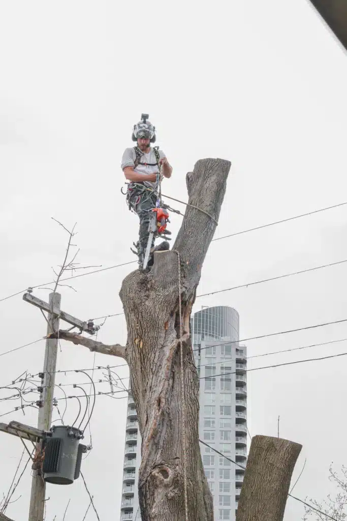 Tree care professional using a chainsaw atop a tree stump, demonstrating tree removal services in an urban setting with nearby buildings and power lines.