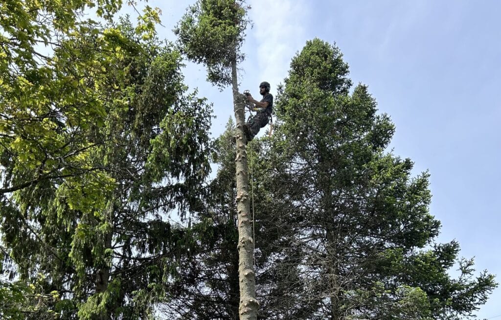 Tree care professional performing pruning services on a tall tree, showcasing safe trimming techniques amidst lush green foliage.
