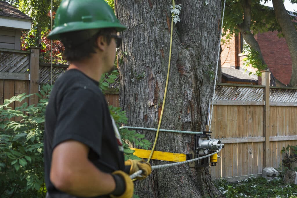 Tree care professional in safety gear preparing for tree removal, with equipment secured to a large tree in a residential backyard setting.