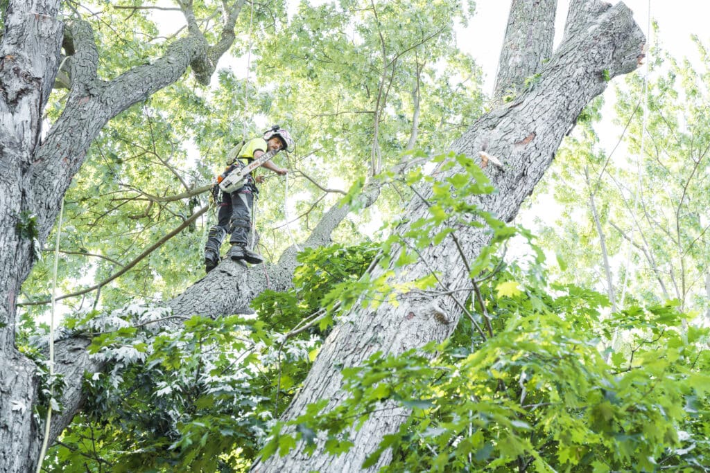 Tree care professional in safety gear using a chainsaw on a large tree branch, surrounded by vibrant green foliage, emphasizing expert tree services in Ottawa.