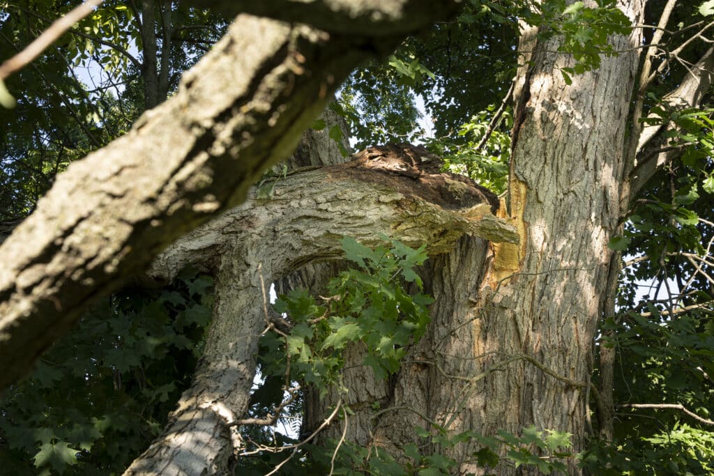 Storm-damaged tree with a large broken limb and exposed bark, highlighting the need for emergency tree removal services in Ottawa.