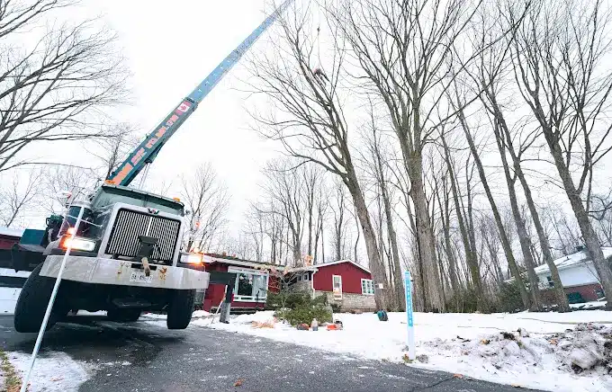 tree removal ottawa