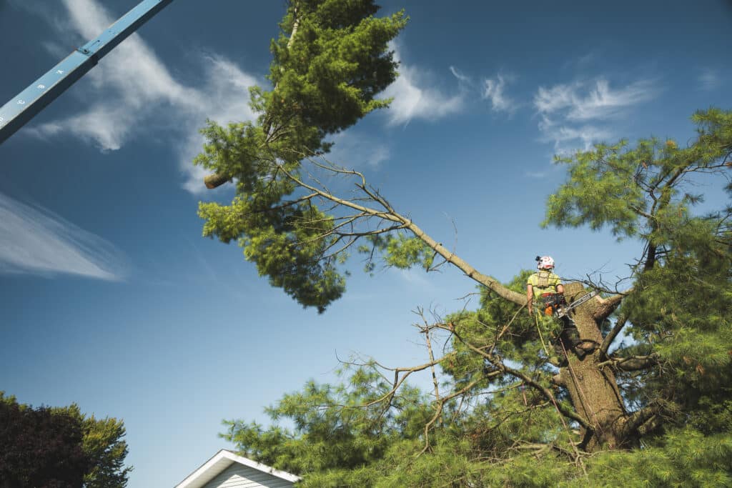 Tree care professional using a chainsaw to trim branches while perched in a tree, showcasing expert tree trimming services by ZZ Chop Tree Care in Ottawa.